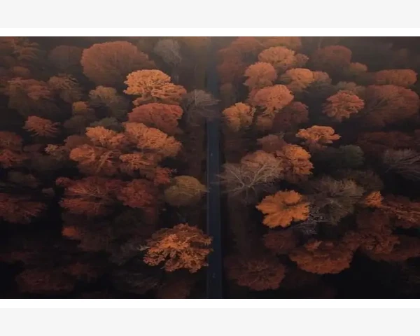 白鸽煲：缓解痰多咳嗽的中医秘方